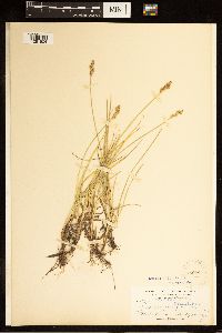 Carex canescens image