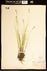 Carex canescens image