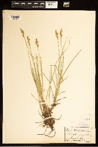 Carex canescens image