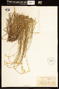 Carex canescens image