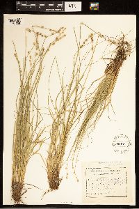 Carex canescens image