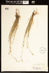 Carex canescens image