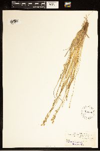 Carex canescens image