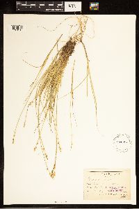 Carex canescens image