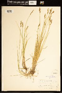 Carex canescens image