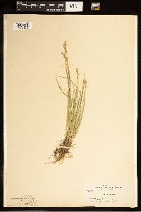Carex canescens image