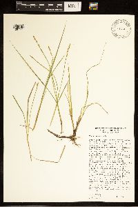 Carex canescens image
