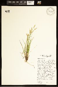 Carex canescens image