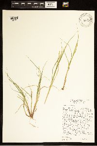 Carex canescens image