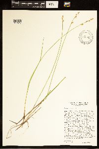 Carex canescens image