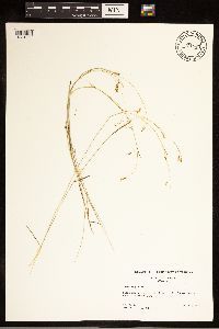 Carex capillaris image