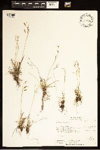 Carex capillaris image
