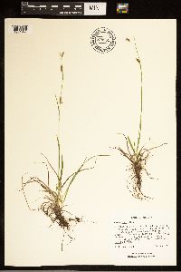 Carex capillaris image