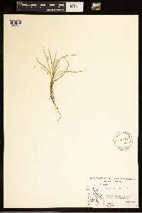 Carex capillaris image