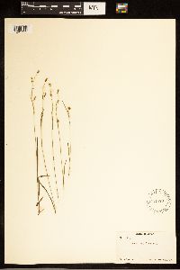 Carex capillaris image
