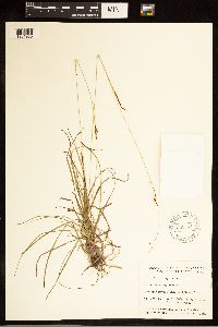Carex capillaris image