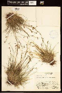 Carex capillaris image