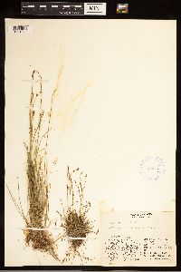 Carex capillaris image