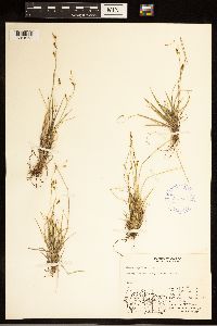 Carex capillaris image