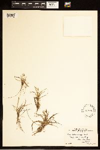 Carex capillaris image