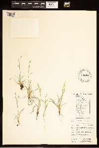 Carex capillaris image
