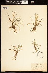 Carex capillaris image