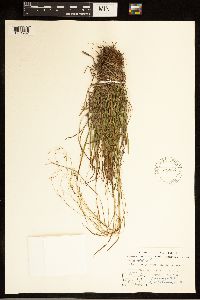 Carex capillaris image