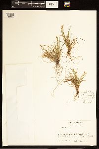 Carex capillaris image