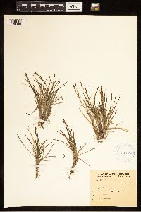 Carex capillaris image