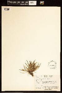 Carex capillaris image