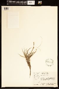 Carex capillaris image