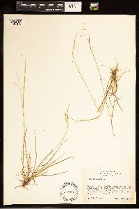 Carex capillaris image