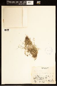 Carex capillaris image