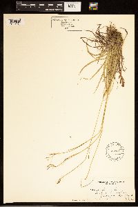 Carex capillaris image