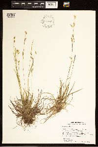 Carex capillaris image