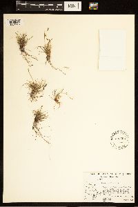 Carex capillaris image