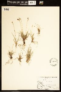 Carex capillaris image