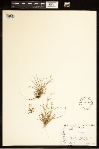 Carex capillaris image