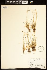 Carex capillaris image