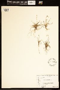 Carex capillaris image