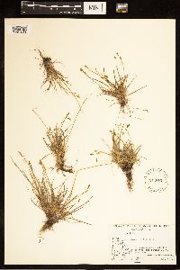 Carex capillaris image
