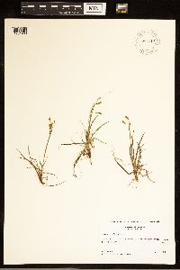 Carex capillaris image