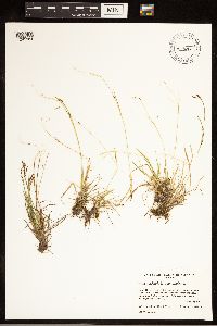 Carex capillaris image