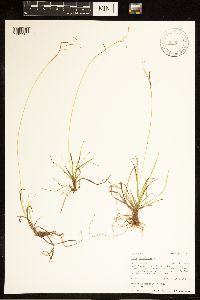 Carex capillaris image