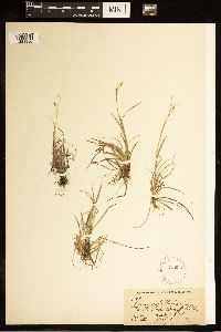 Carex capillaris image