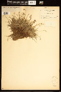 Carex capillaris image