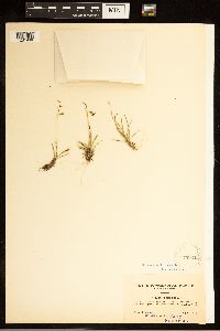 Carex capillaris image