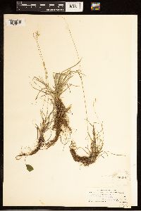 Carex capillaris image