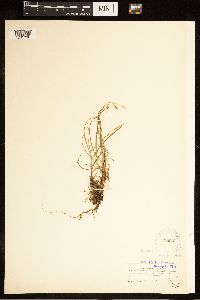 Carex capillaris image