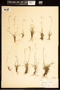Carex capillaris image